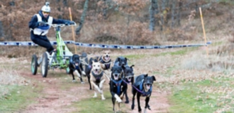 Una de las pruebas celebradas recientemente en Burgos./ El Adelantado.