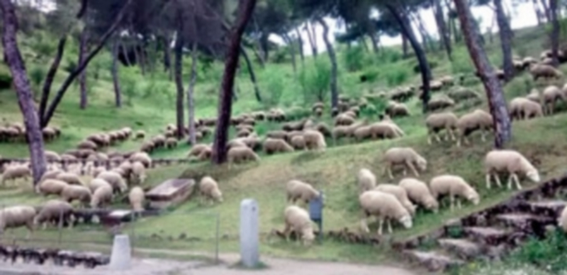 Las ovejas de este rebaño pastan en el Pinarillo segoviano
