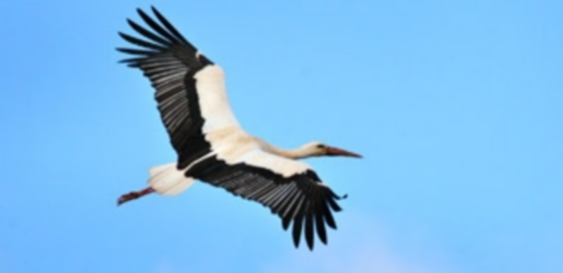 Un ejemplar de cigüeña blanca volando por el cielo de Ayllón