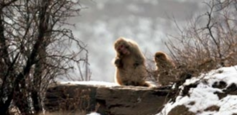 Fotograma de ‘El pequeño mono ciego’