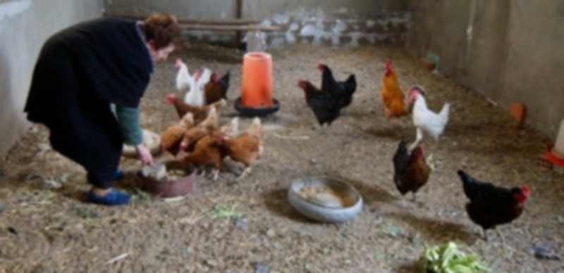 La cría de gallinas ponedoras para autoconsumo ha constituído una actividad frecuente en la provincia. En la imagen