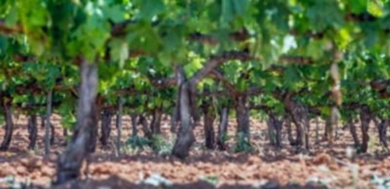 El enoturismo se ha destapado como un recurso turístico de primer orden en las zonas vitivinícolas de la Ribera del Duero./ Kamarero