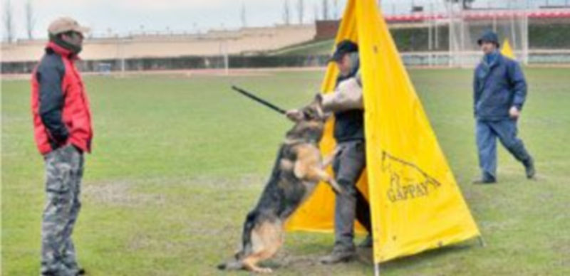 Uno de los entrenamientos previos al campeonato que se llevó a cabo ayer en la Ciudad Deportiva de La Albuera. / Kamarero