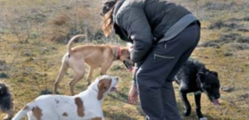 La asociación La Gatera pretende enseñar a los propietarios de los perros cómo deben comportarse en las calles. / Kamarero