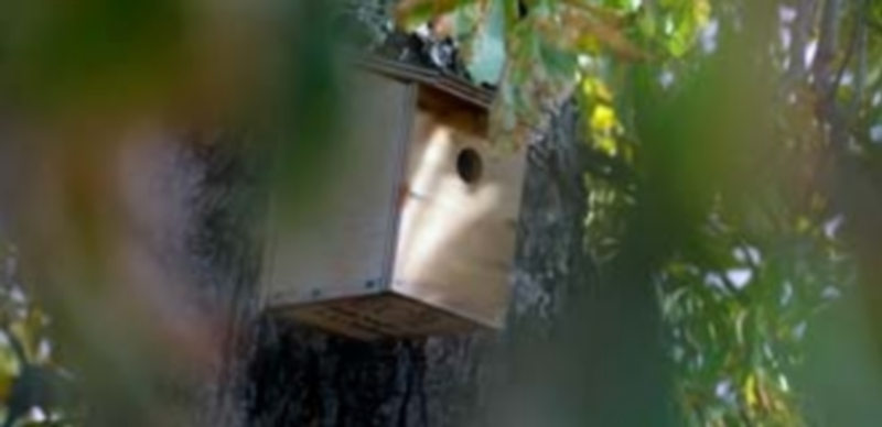 Maratón para construir casas nido 1 Imagen de una caja nido creada en un taller infantil y que se ha colocado en la Alamedilla del Conejo. / Kamarero