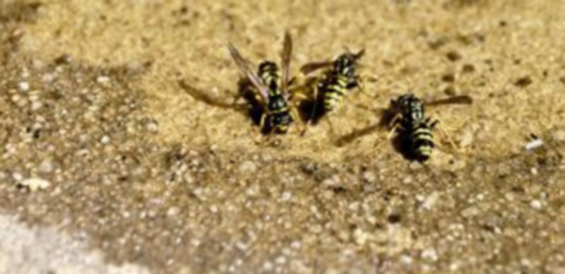 Las avispas pueden ser gregarias y defienden sus nidos. En la imagen tres ejemplares junto al agua en una jardín segoviano. / Alberto Benavente.