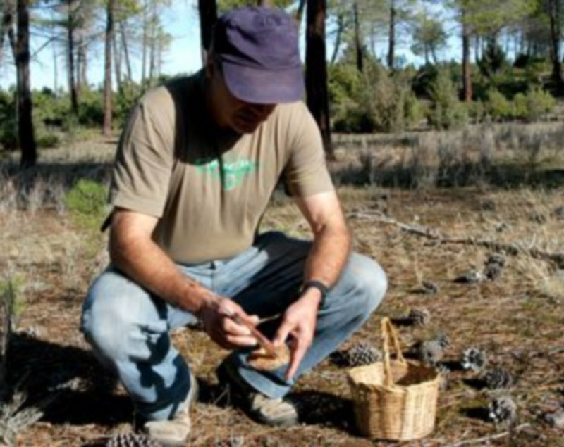 Un recolector de setas