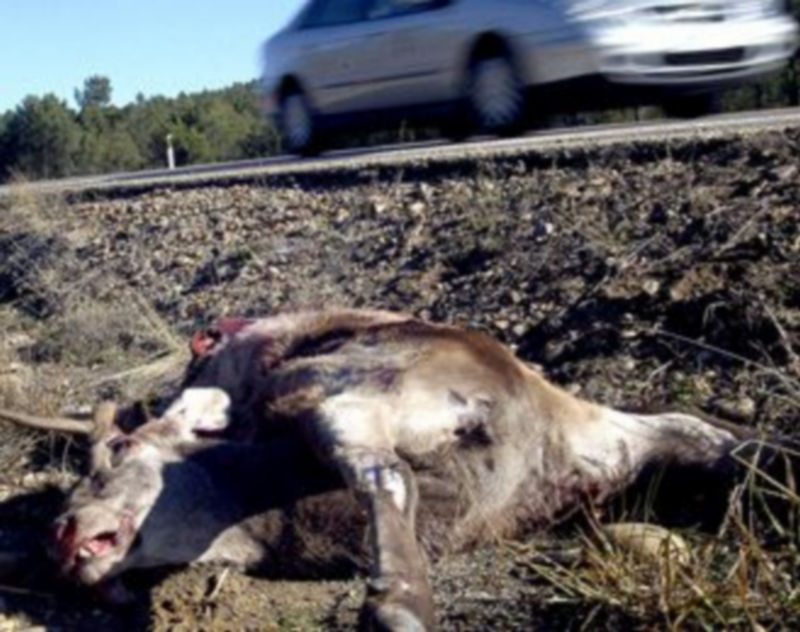 Un cérvido atropellado yace en la cuneta de una carretera