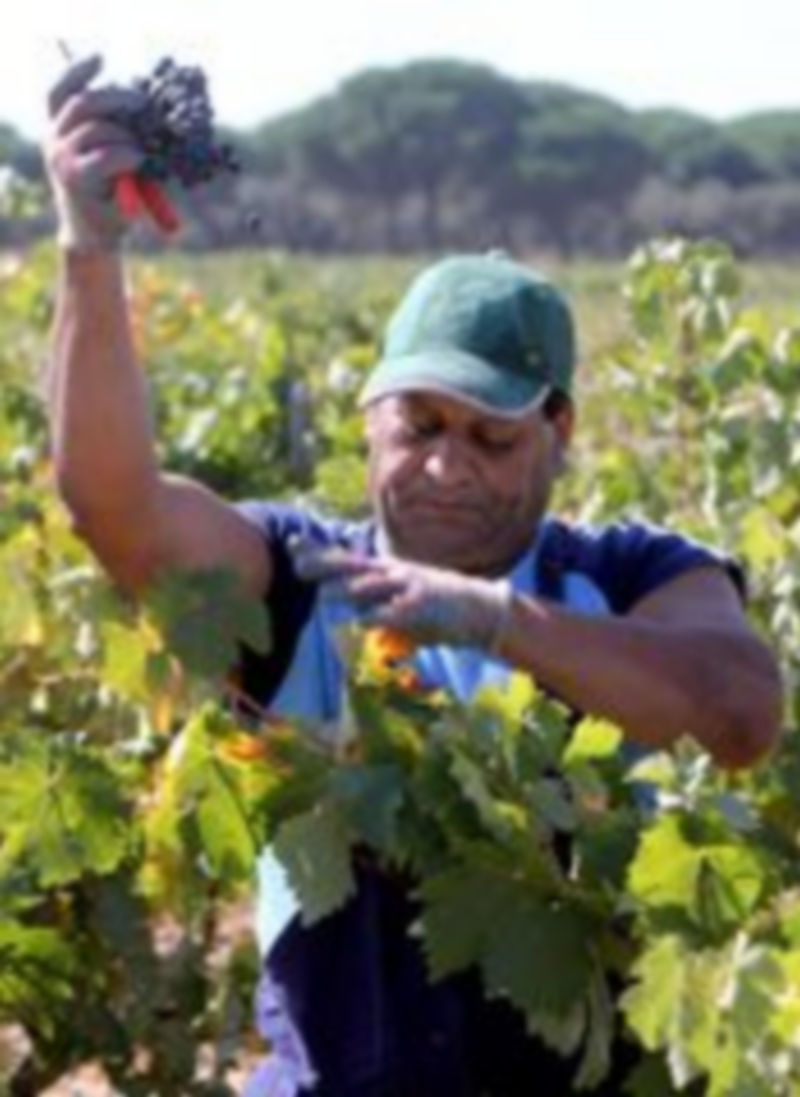 El incremento de la afiliación en julio se centró en el régimen agrario y en el de empleados del hogar. / Ical