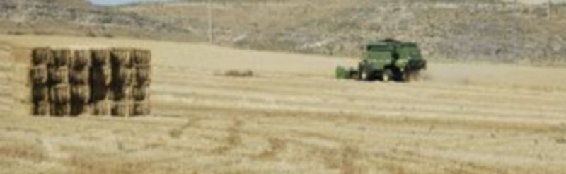 Una máquina cosechadora trabajaba ayer domingo recolectando trigo en las inmediaciones de la capital segoviana. /Cris Muro de Zaro