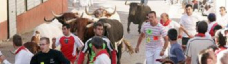 La manada de cabestros abrió el recorrido y sólo consiguió que les siguiera un toro