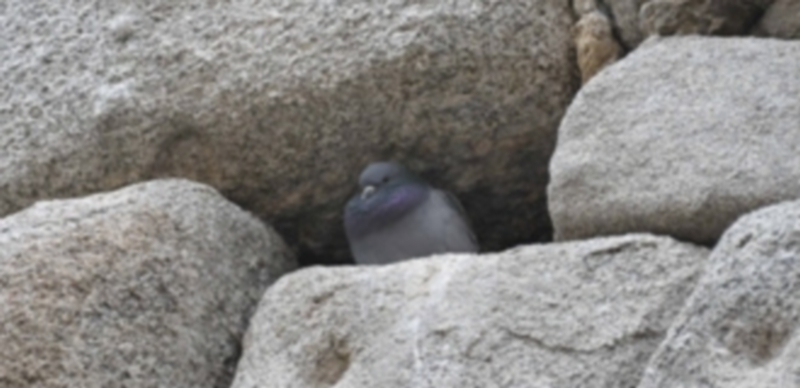 Las palomas producen daños en las piedras del Acueducto. / Juan Martín