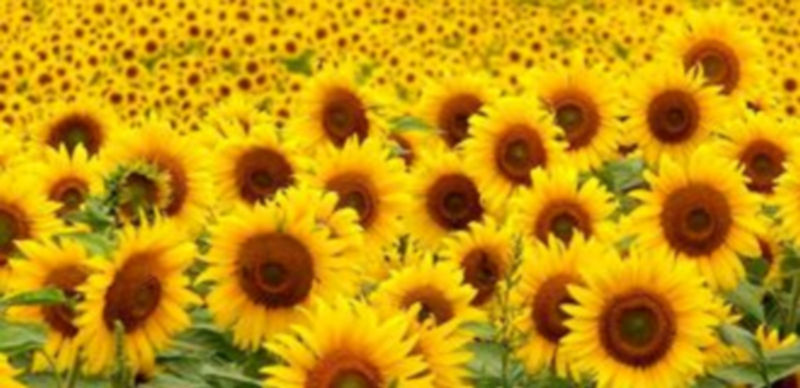 Una de las explotaciones de girasol en la provincia en el momento de florecimiento de sus plantas. /  El Adelantado