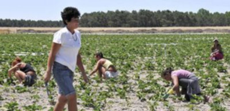 Imagen de archivo de trabajadoras del Este de Europa en una explotación agrícola de la zona del Carracillo. / Juan Martín