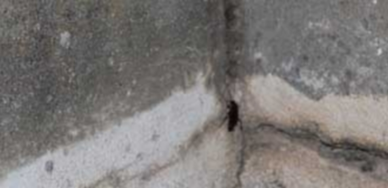 Las cucarachas surgen de las oquedades de muros  sobre todo por la noche. / M.G.