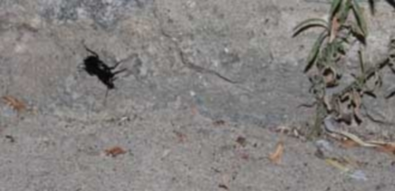 Una de las cucarachas que ha sido descubierta por los vecinos en el barrio de San José. / M. G.