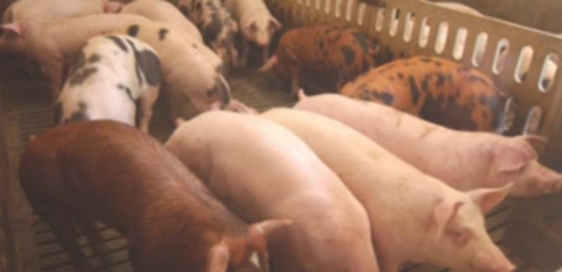 Imagen de archivo del interior de una explotación de porcino de la provincia de Segovia. / El Adelantado