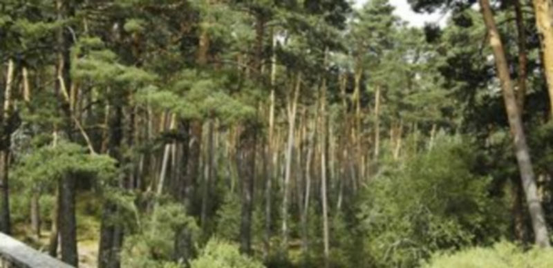 La superficie de Castilla y León se compone por un 51 por ciento de territorio forestal. / El Adelantado