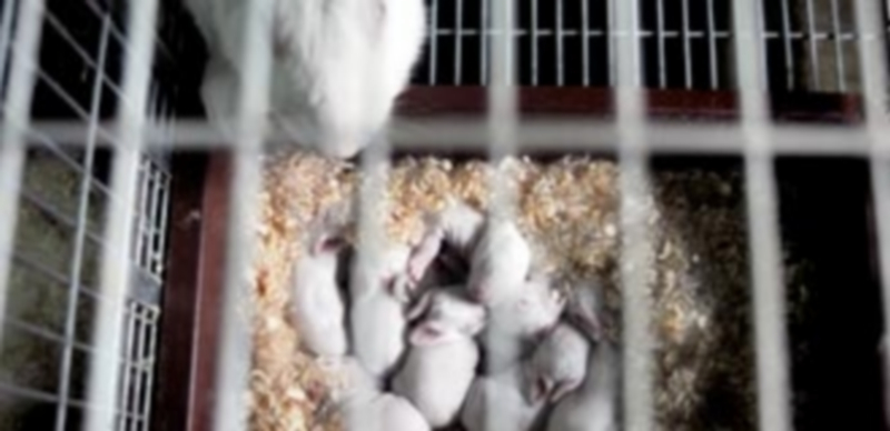 La delicada situación del sector de los conejos llega a Bruselas 1 Imagen de una explotación de conejos para carne situada en la localidad segoviana de Montejo de Arévalo. / KAMARERO