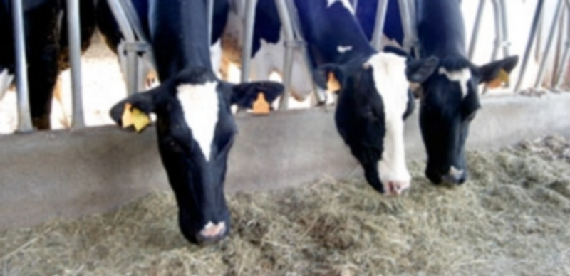 La producción de leche de vaca ha perdido rentabilidad en los últimos años por la presión de la industria