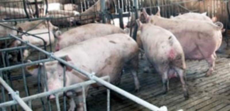 Cerdos en el interior de una granja de porcino de ciclo cerrado en la provincia de Segovia. / F. Descalzo
