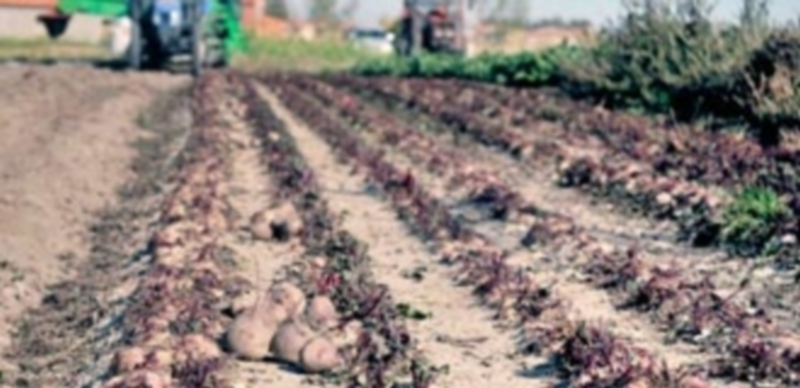 La producción de azúcar crece hasta los 3,8 millones de toneladas 1 Un agricultor