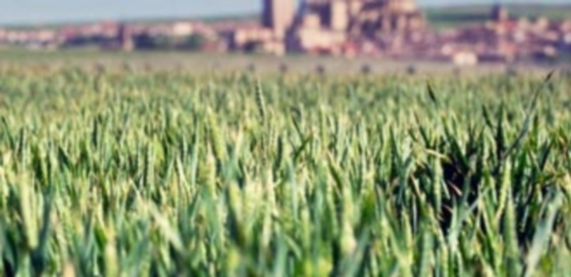 Los campos de cereal de Segovia empezarán a ser cosechados en apenas un mes. / KAMARERO