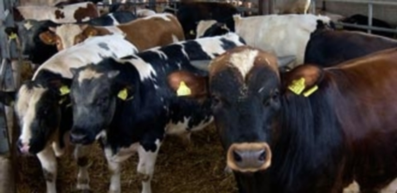 Los terneros de engorde han experimentado una bajada de precios a pesar de la escasez de animales que hay en el campo. / F. D.