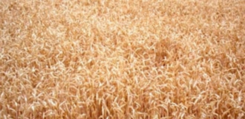 Campo de cereal de la provincia de Segovia en época estival. / El Adelantado