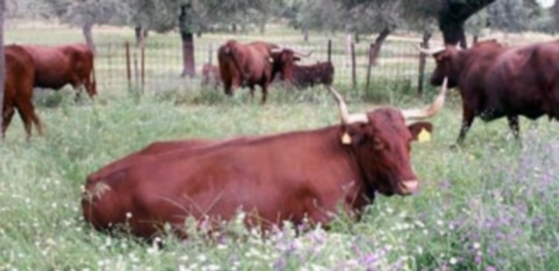 La cotización del cereal cae hasta volver a los niveles del año 2013 1 El vacuno fue el único sector que ayer registró repetición de precios. / E. A.