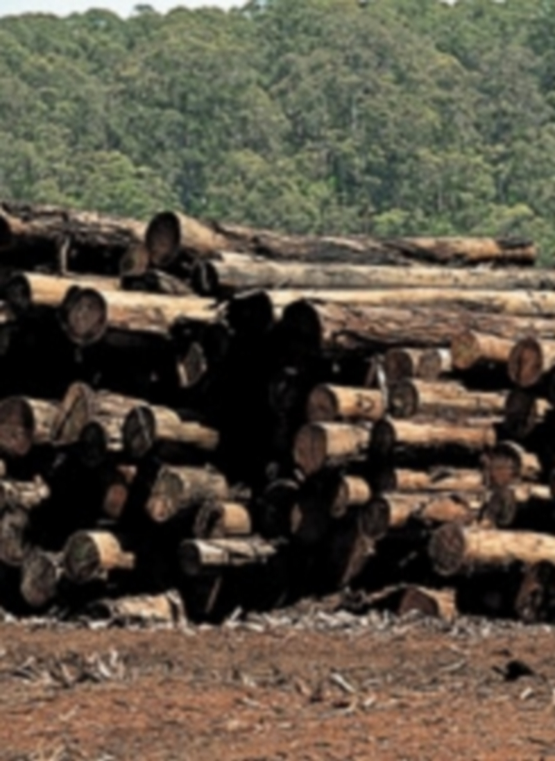 Troncos de pinos depositados a la espera de ser trasladados para su tratamiento industrial. / EL ADELANTADO