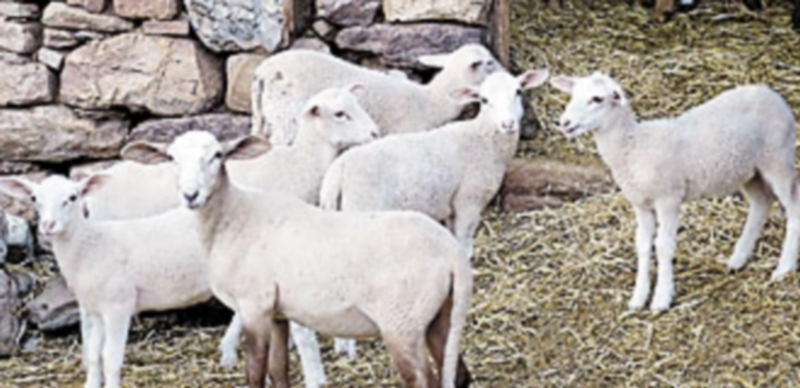 Los corderos lechales registraron ayer bajadas en la Lonja de Segovia a pesar de que su producción sigue en descenso. / El Adelantado