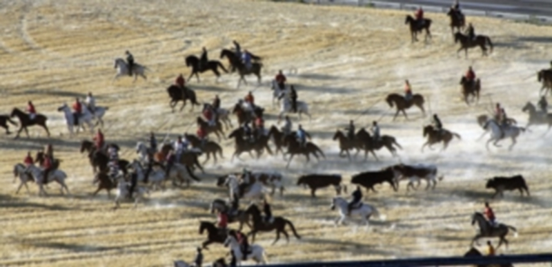 Los encierros son seguidos por miles de personas tanto en el campo como en el tramo urbano./ Chantal Núñez