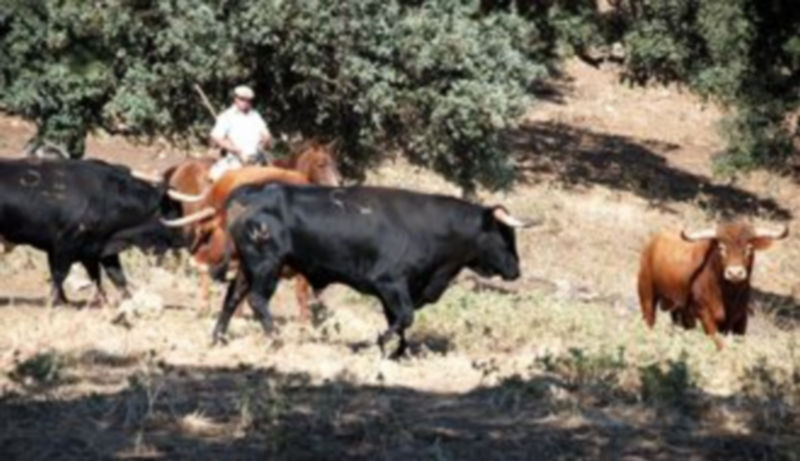 Imagen de la visita a una de las ganaderías realizada esta semana. / El Adelantado