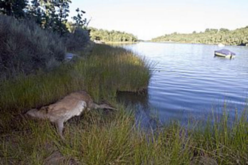 Ciervos muertos en Codesal (Zamora)