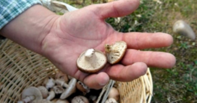 Imagen de unas espléndidas setas recogidas en uno de los montes de Castilla y León y con las que pueden elaborarse menús de alta calidad. / Ical