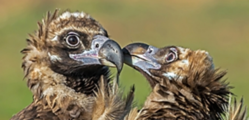 El patrimonio oculto de Segovia 1 Los buitres negros