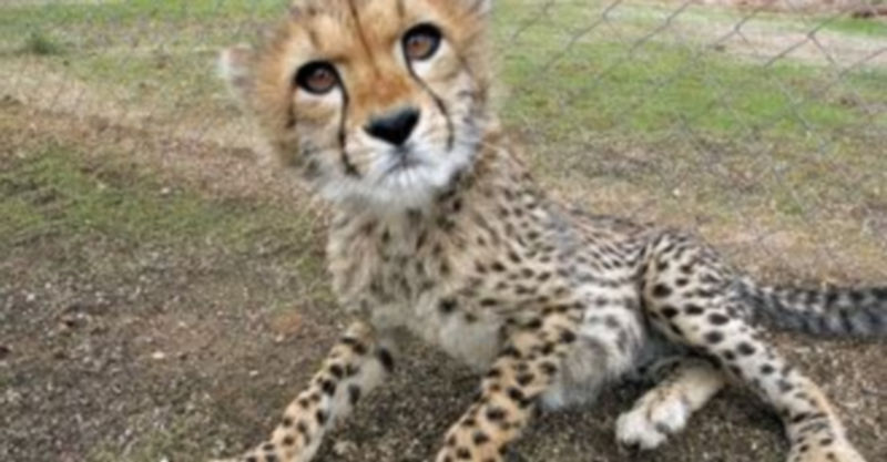 El guepardo era una de las especies que vendían los delincuentes. / Yolanda Redondo