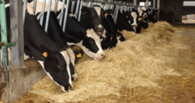 Varias vacas se alimentan en una explotación de vacuno de la Comunidad. / Magrama