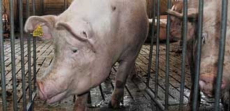 Los cerdos grasos están sobrepasándose de peso y ello supone menor rentabilidad para los ganaderos segovianos. / F.D.