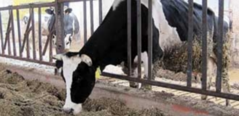 Imagen de una explotación de vacuno de leche. / EL ADELANTADO