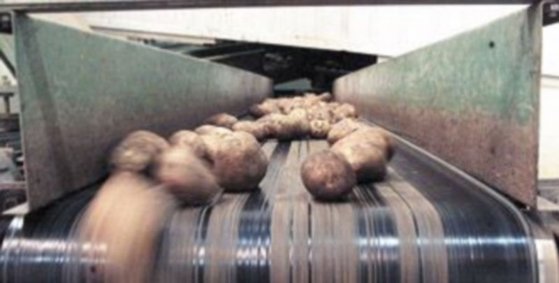 La Unión Europea permitirá modificar las patatas para producir almidón. / Pablo Requejo