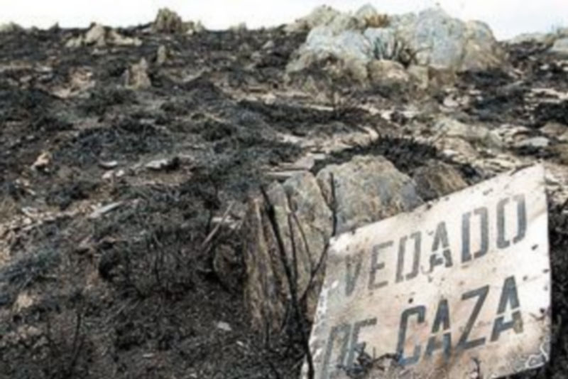 Parte del monte quemado en el municipio orensano de Laza. / Pablo Araújo (Efe)