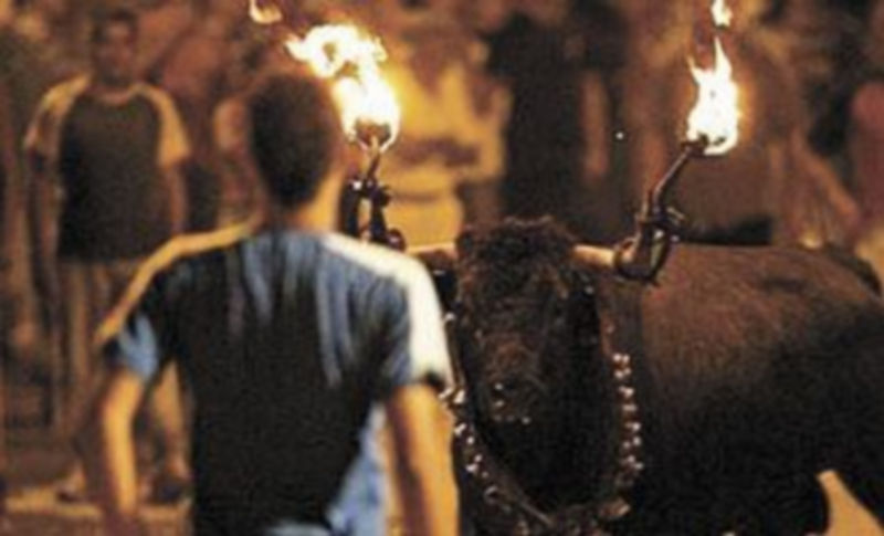 Un joven se planta ante un toro embolado en una de las fiestas populares que abundan en las poblaciones de la zona del Ebro.