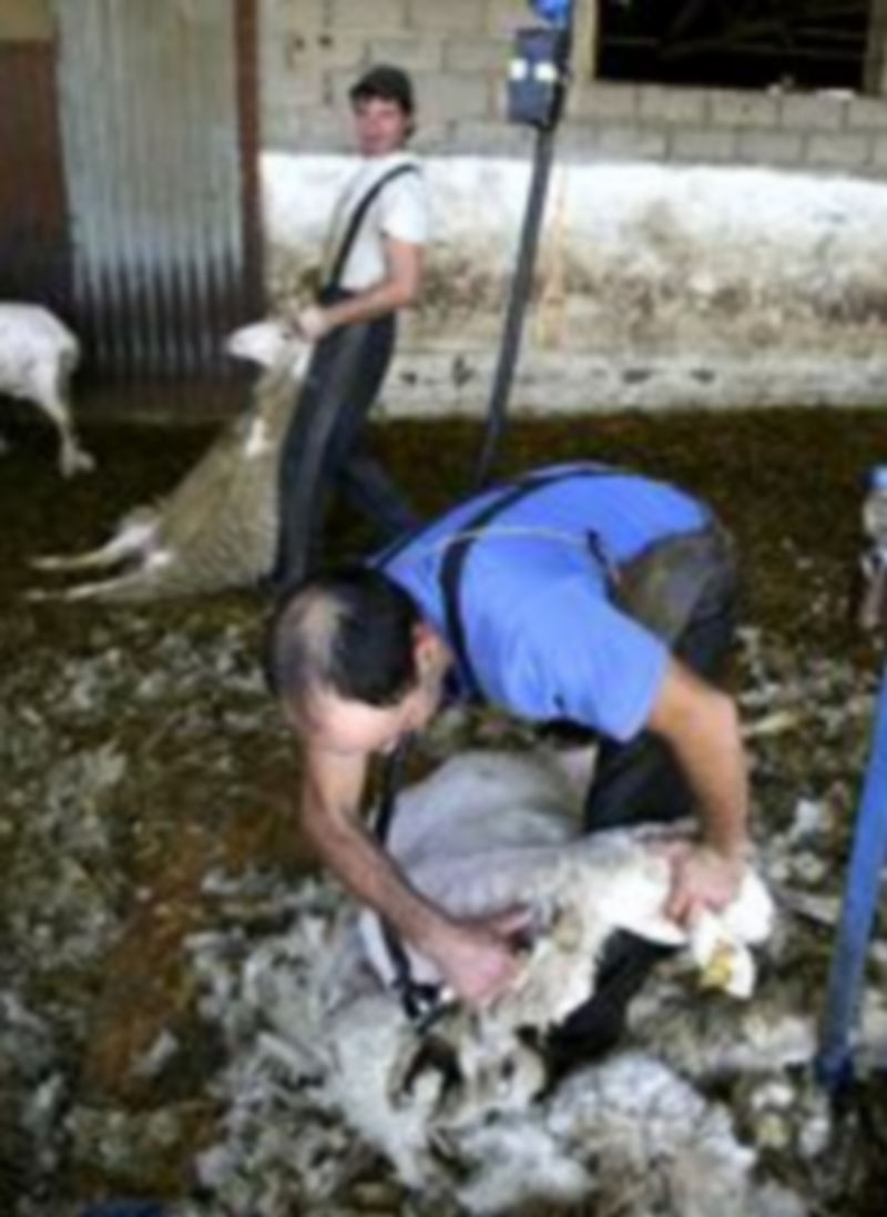 Dos esquiladores uruguayos realizan su trabajo en la explotación de ovino Ajújar