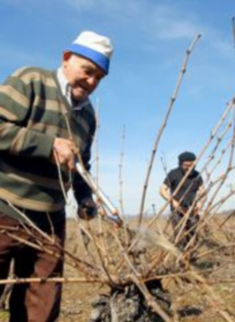 Imagen de la poda de viñas en la provincia. / el adelantado
