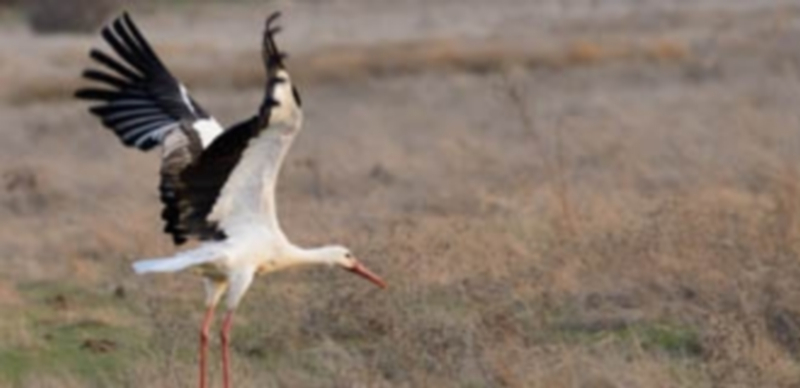 Paraíso para las cigüeñas 1 Una cigüeña blanca levanta el vuelo junto a Santa María de Riaza. / Héctor Miguel Antequera