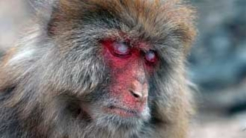 El protagonista del documental es un mono ciego que trata de incorporarse a una manada en las montañas de Taihang. / CROPTV