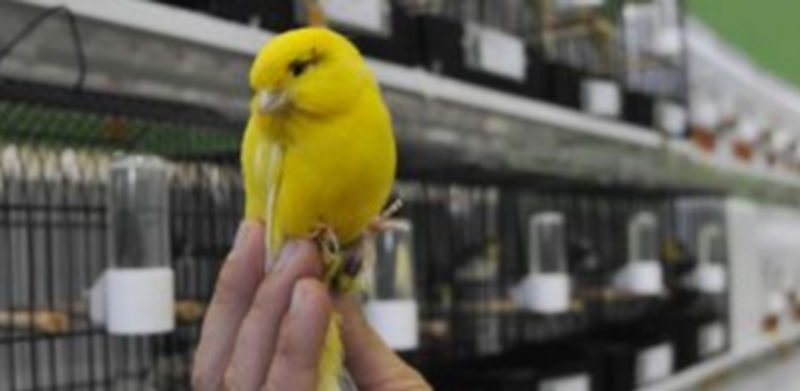 Plumaje y trinos 1 Uno de los ejemplares que participó el año pasado en el Concurso Exposición de Ornitología y Canaricultura de Segovia. / Juan Martín