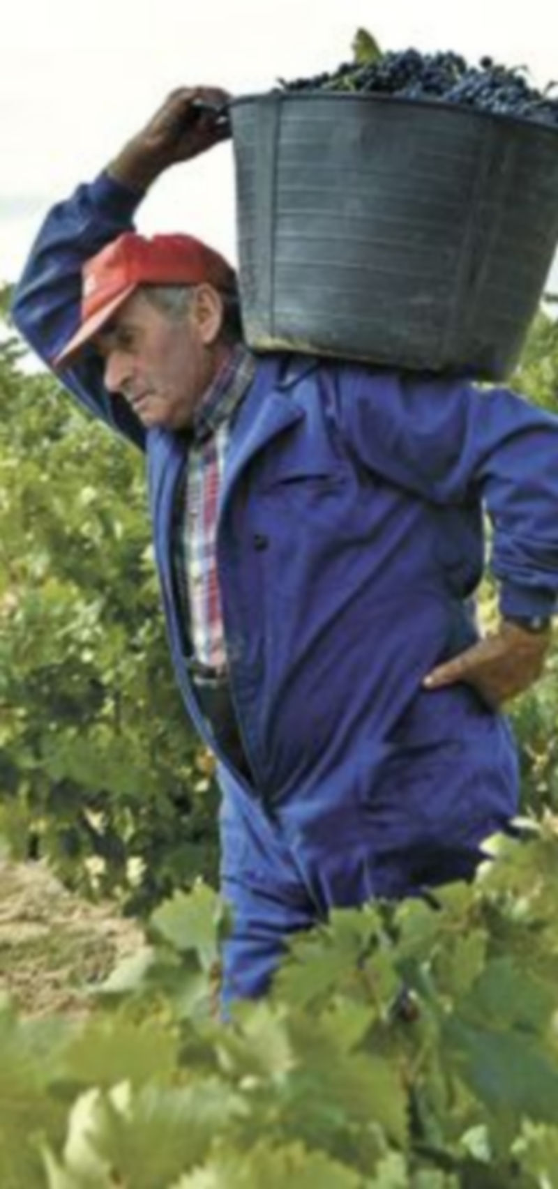 Un momento de la vendimia en Castilla y León. / Ical